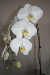 Orchids Figure 01