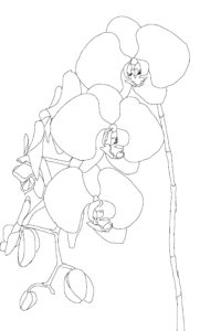 Orchids Figure 02
